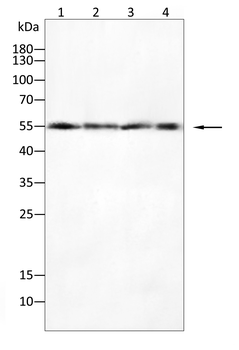 MMP3 Antibody