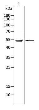 MMP3 Antibody