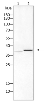 PIM1 Rabbit Polyclonal Antibody