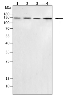 INSR Antibody
