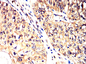 MAPK1 Antibody