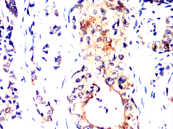 MAPK1 Antibody