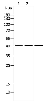 MAPK1 Antibody