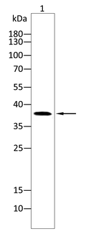 CD86 Antibody