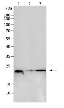 SMARCA4 Antibody