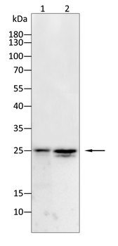 IFITM3 Antibody