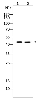 LAMP2 Antibody