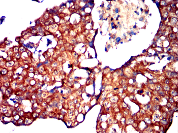 LAMP2 Antibody