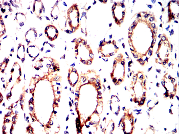 LAMP2 Antibody