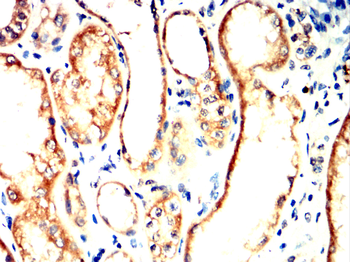 LAMP2 Antibody
