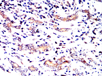 LAMP2 Antibody