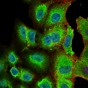 PDIA2 Antibody