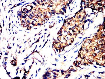 PDIA2 Antibody