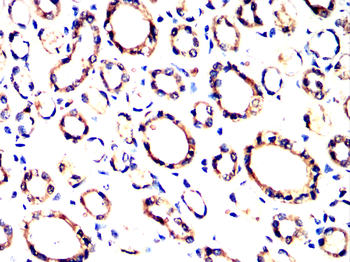 PDIA2 Antibody