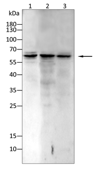 PDIA2 Antibody