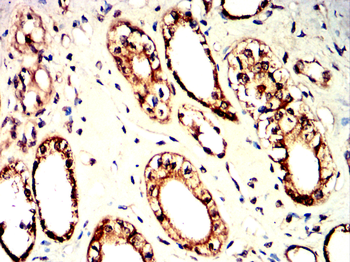 CNP Antibody