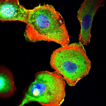 SGCA Antibody