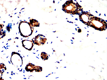 SGCA Antibody
