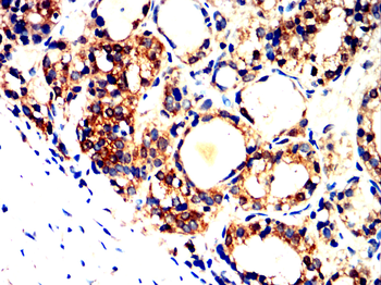 SGCA Antibody