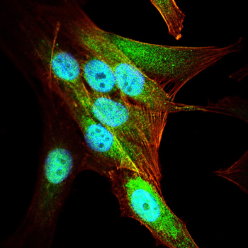 RPS3 Antibody