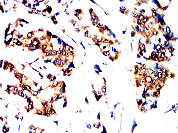 RPS3 Antibody