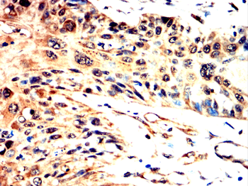 RPS3 Antibody