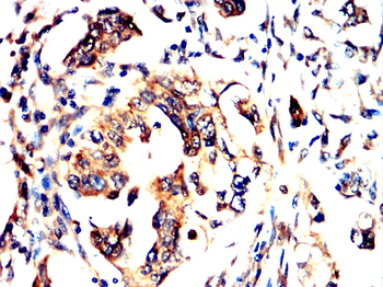 RPS3 Antibody