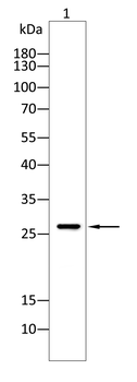 RPS3 Antibody