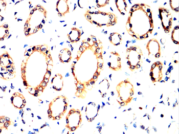 ITGA6 Antibody