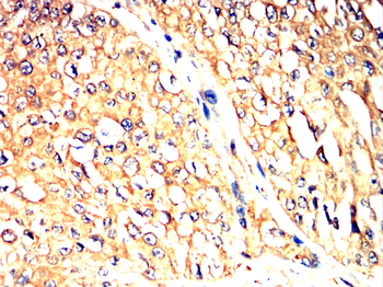 GCG Antibody