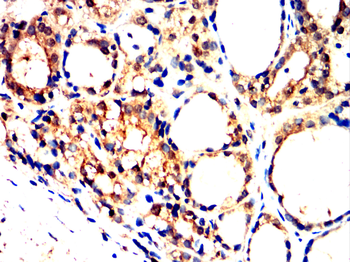 GCG Antibody