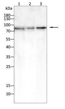 GLI1 Antibody