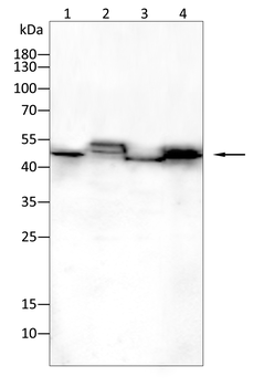 HLA-DR Antibody