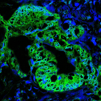 ARRB1 Antibody