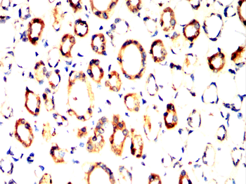 AXIN2 Antibody