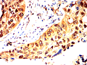 AXIN2 Antibody