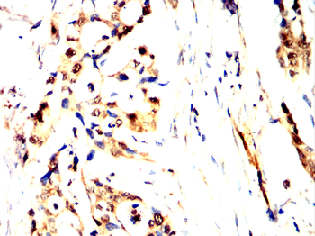 AXIN2 Antibody