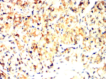 AXIN2 Antibody