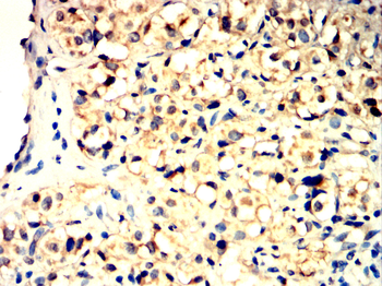 AXIN2 Antibody