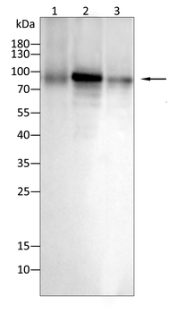 AXIN2 Antibody