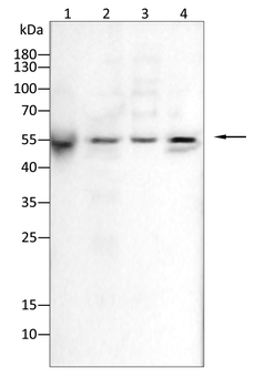CASP6 Antibody