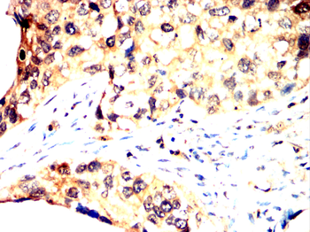 VAMP8 Antibody