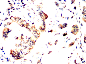 VAMP8 Antibody
