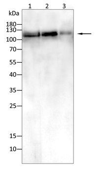 UBA1 Antibody