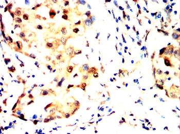 UBA1 Antibody