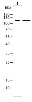 UBA1 Antibody