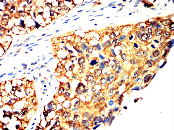 RELB Antibody