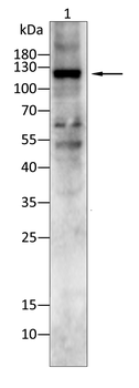 NOS1 Antibody