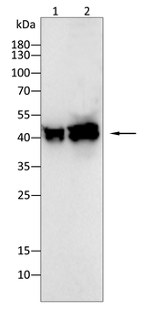 SPHK1 Antibody