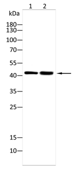 SPHK1 Antibody